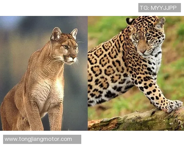 来昂与美洲狮的实力对决谁将赢得这场动物王国的巅峰之战