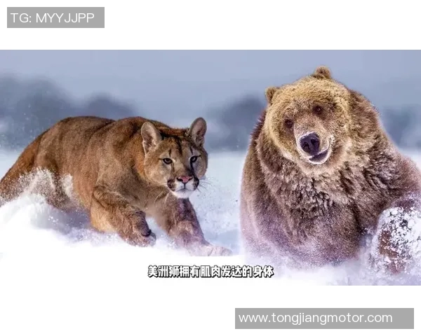 棕熊与二十只狼的生死对决谁能在森林中称王称霸